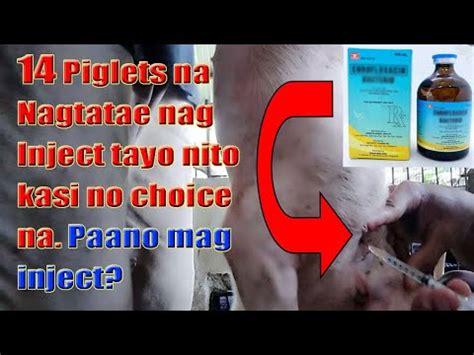 Mabisang gamot para sa nagtataeng baboy or .